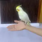 طير كروان