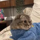 قطة سكوتش انثى