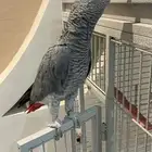 زوج كاسكو كونغو وليف محلل