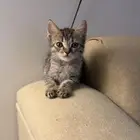 قطة لتبني