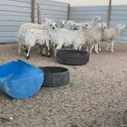 حريات دفيع للبيع