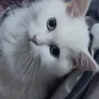 قطط شيرازية للتبني