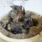 ازواج حساسين سوريه طفره فاخره