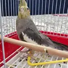 للبيع جوز كروان
