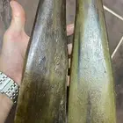 قرن جنبيه تهول صافيه