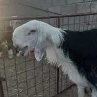 ثادق