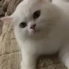 قطة انثى تزاوج