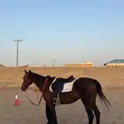 فرسين تدريب