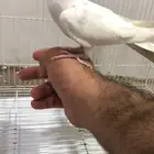 للبيع كروان ألبينو تربيه