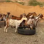 معزا محايليه وشح ومرخ دفيع