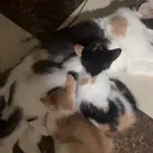 قطط للتبني الأحساء