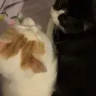 قط ذكر للتبني