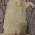 قطو ذكر للتبني