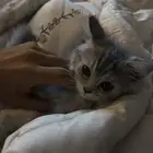 قطوه شيرازي للبيع