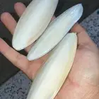 حبار كالسيوم للطيور