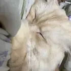 القنفذه