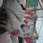 دجاج رومي