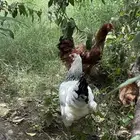 دجاج فرنسي