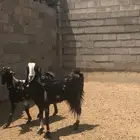 معزه دفيع شرط معزه كفو اسنان وديد شرط