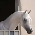 خيل ورق