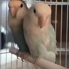 جوز روز وبادجي ذكر مع اقفاصهم