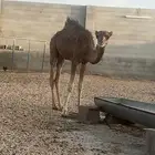 للبيع بكره