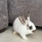 ارنب صغير للبيع ب25