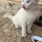 قط للتبني الدمام مفقود