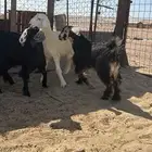 للبيع تيوس بريه نظيفه شرط