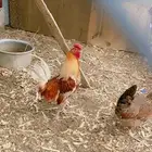 ديك ودجاجتين عربي