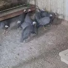 دجاج حبشي للبيع