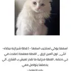 قطه شيرازي مفقوده