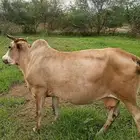 بقره لفاف باقي لها شهرين تقريبا وتولد