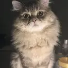 قط طالب تزاوج