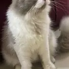قطه للبيع