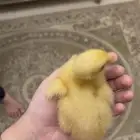 بطه