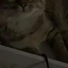 قط ذكر للتبني ( لا يكلموني الا الجادين)