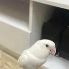 للبيع روز اليف جدا