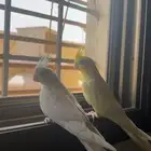 كروانات فيهم خوف ذكور ض