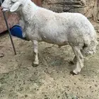 طلي مشروط للبيع