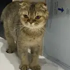 فطه انثي دبل سكوتش