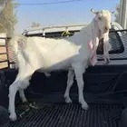 للبيع فحل مطور ابيض صك العمر 11 شهر تقريبا  جذع