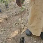 شتلات الرس جاهزة في الشمس