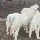 بهم للبيع