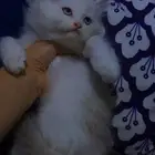 قطط شيرازي - همالايا للبيع بالدمام