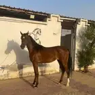مهره شعبيه جميله للبيع