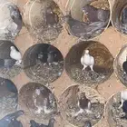 حمام زينه وصنعاوى ورقاصي