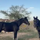 مهر شييخ للبيع