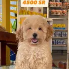 توي بودل انثى toy poodle