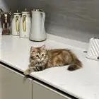 قطه
